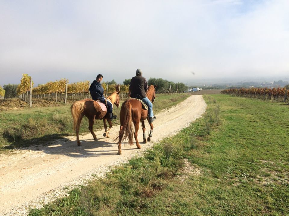 Piandarca Horses